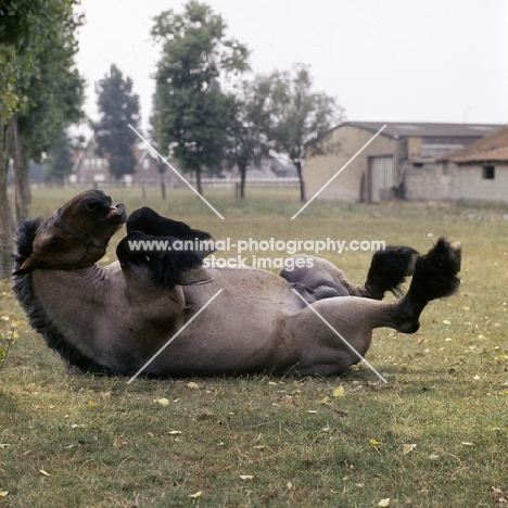 Jupiter de St Trond, belgian heavy horse rolling