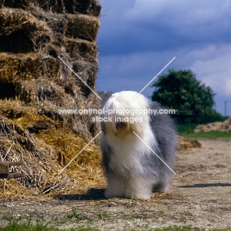  ch siblindy manta,  old english sheepdog standing in farmyard