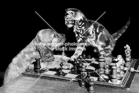 English Cocker Spaniel puppy playing chess with kitten