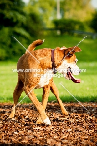 Boxer x Terrier crossbred dog