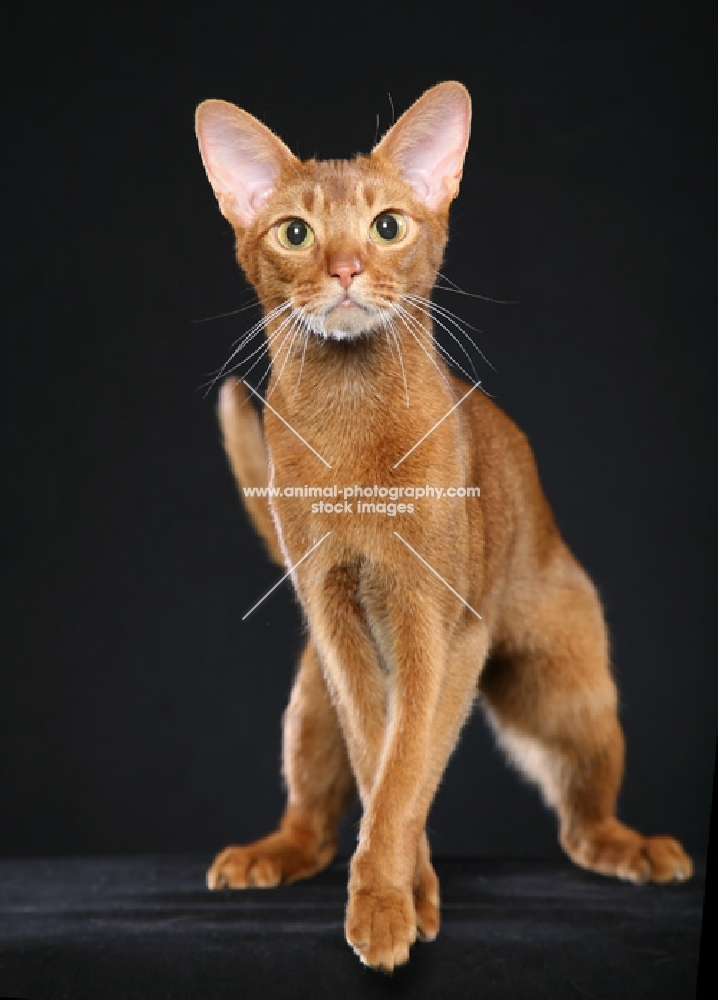Cinnamon Abyssinian male standing to front, back feet planted squarely, tail up, looking at camera against a black background.