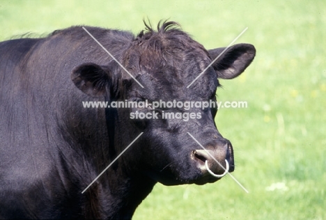 aberdeen angus