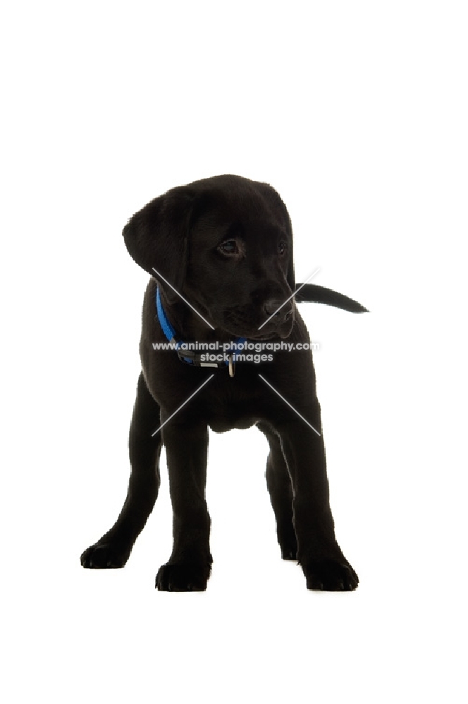 black labrador retriever standing on a white background