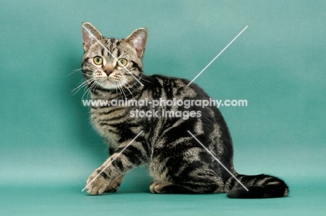 Brown Classic Tabby American Shorthair, green background