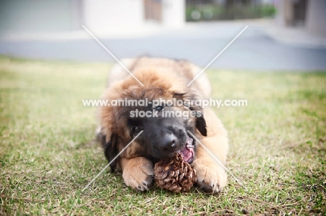 leonberger puppy chewing on pinecone