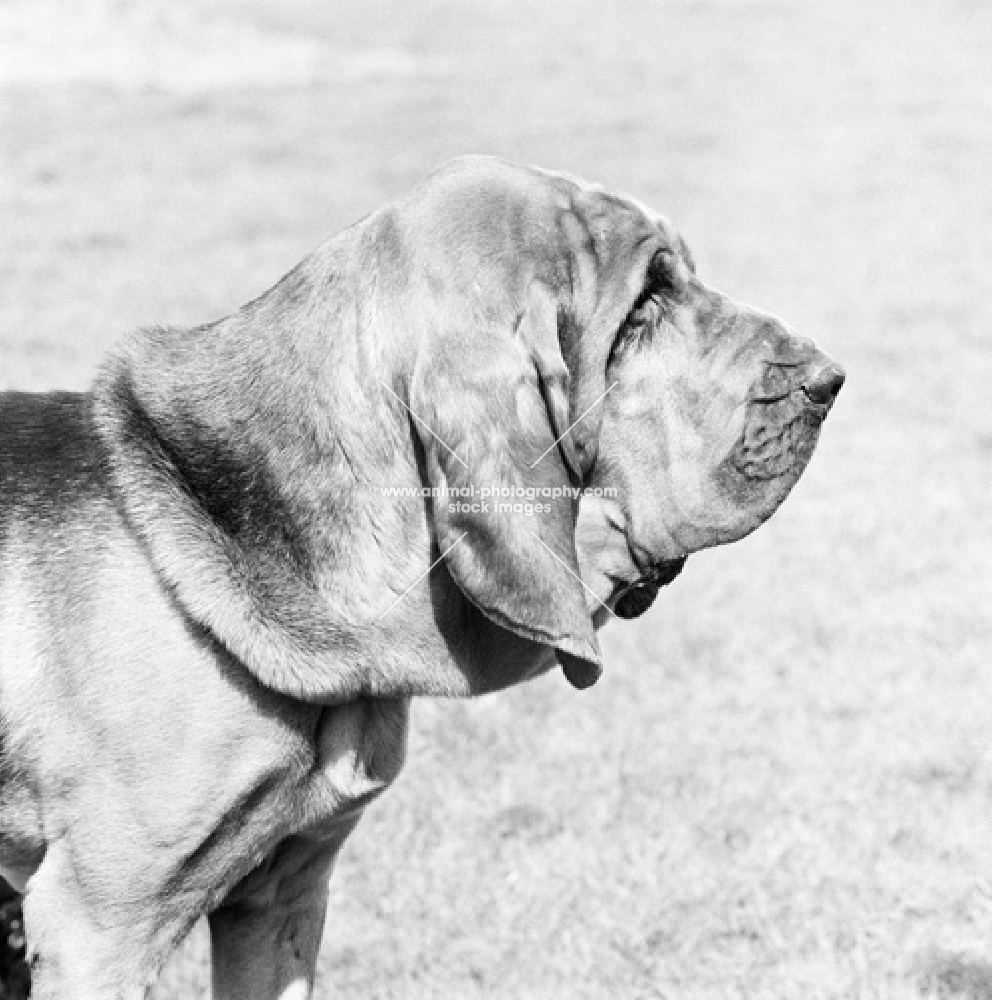 bloodhound, portrait in profile