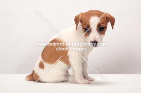 Jack Russell Terrier puppy