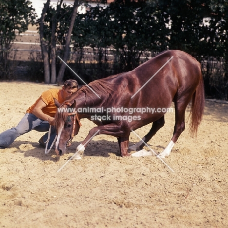 Muscat Russian Arab stallion with handler training, playing