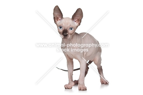 10 week old Sphynx kitten