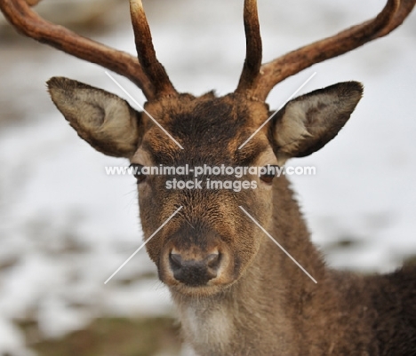 fallow buck