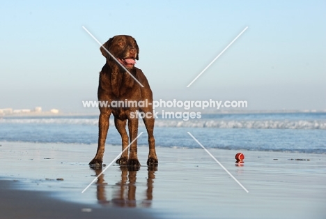 chocolate Labrador Retriever standing on beach