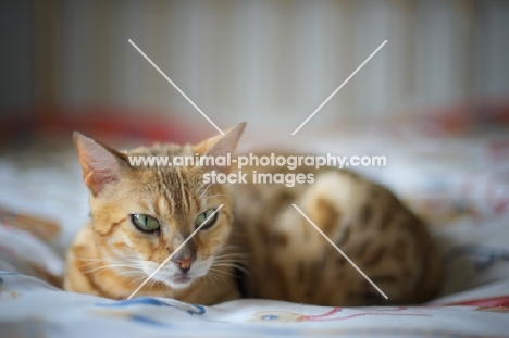 golden bengal cat resting on the bed