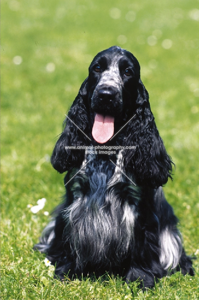 black roan English Cocker Spaniel