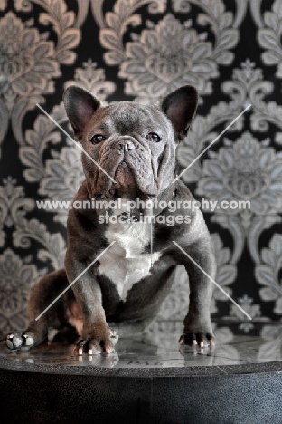 French Bulldog standing in front of flock wallpaper