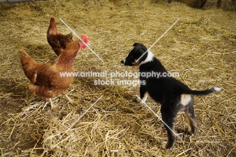 Border Collie pup meeting chickens