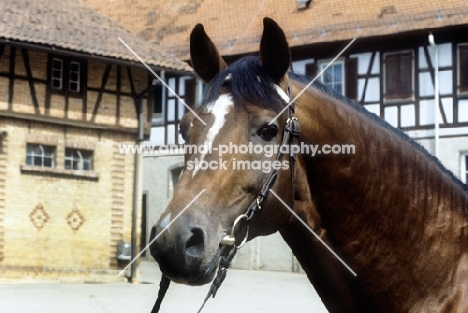 portrait of Kalman, wurttemberger stallion at marbach stud germany