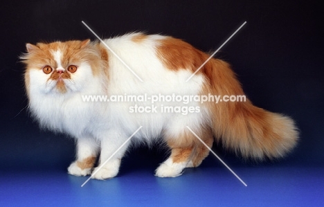 red white persian cat on blue background