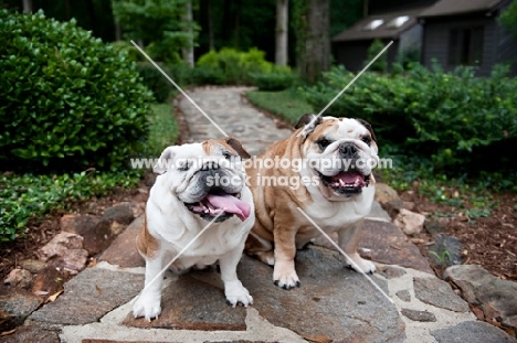 two bulldogs sitting together