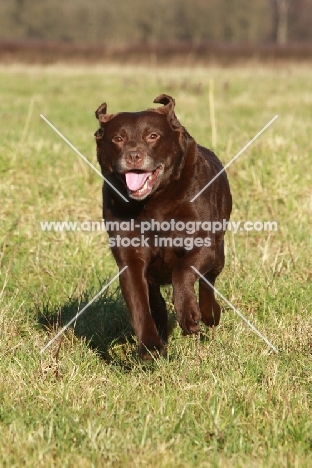 Chocolate Labrador in field