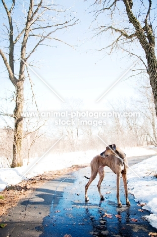 Greyhound x Great Dane standing on path in park.