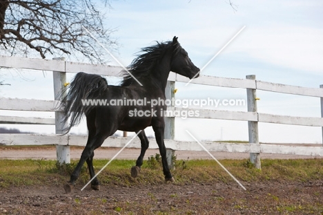 Egyptian Arab in field