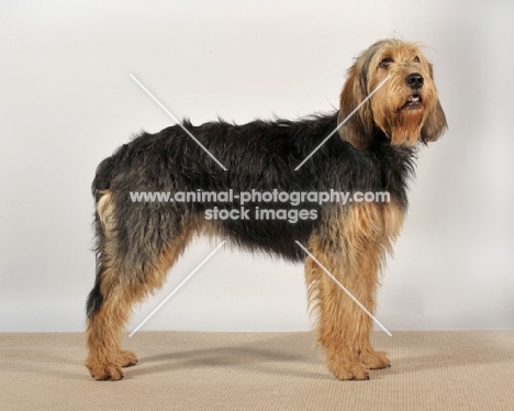 Otterhound side view in studio