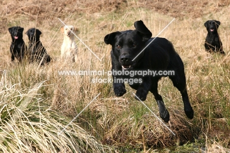alert Labrador Retriever dogs