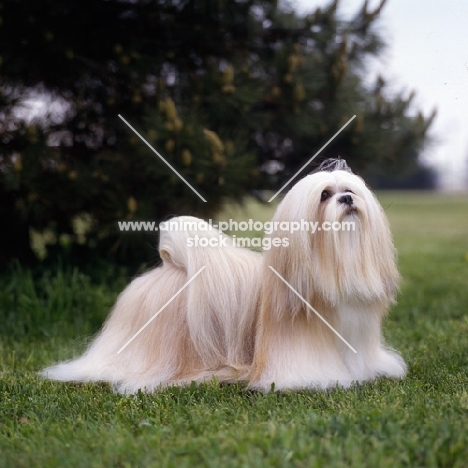 am ch sulan's master blend, lhasa apso in show coat in usa
