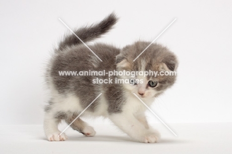 Blue Classic Tabby & White Scottish Fold kitten, looking down