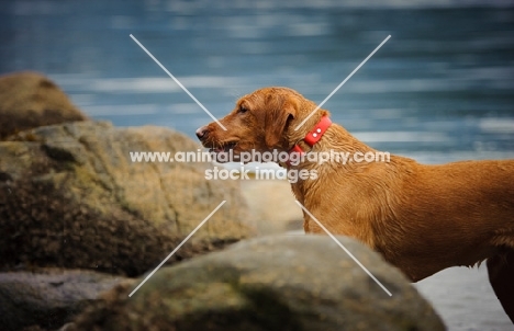 Labrador Retriever