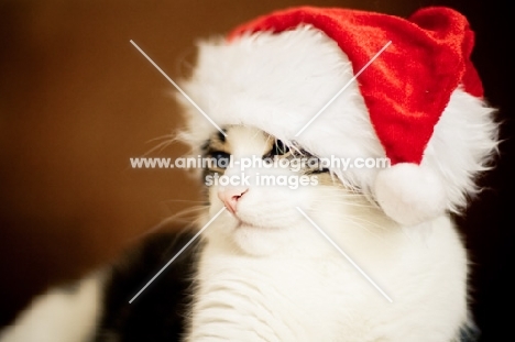 Cat wearing santa hat