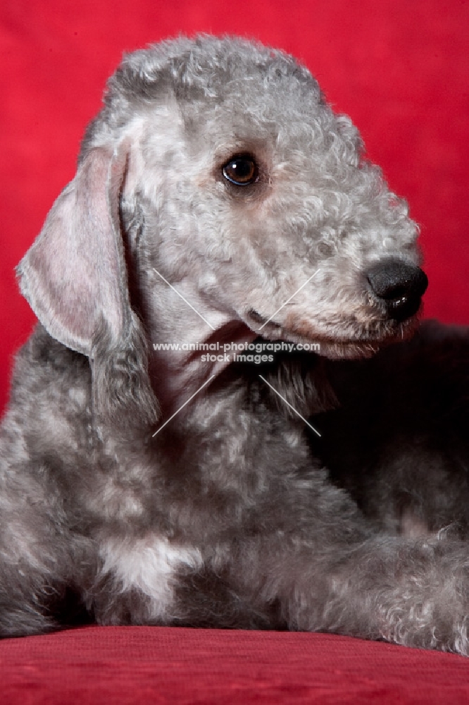 Bedlington Terrier looking away