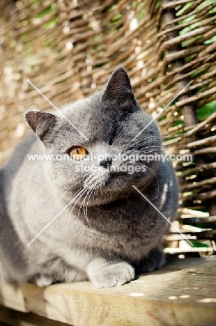 blue British Shorthair cat crouching near fence