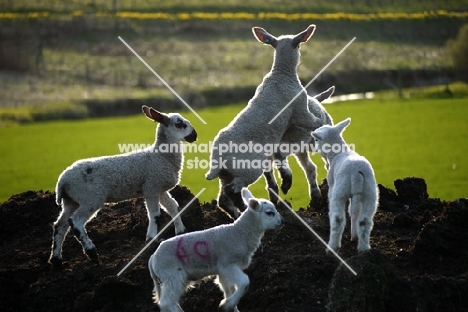 Bluefaced Leicester and Texel cross bred lambs