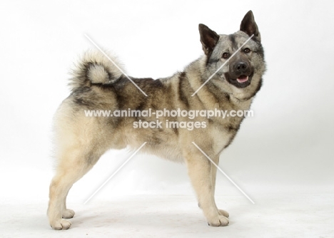 Norwegian Elkhound on white background