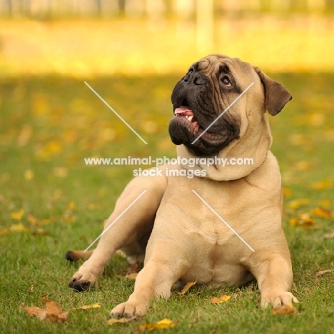 Champion Bullmastiff lying down on grass