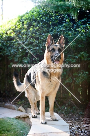 German shepherd standing on ledge