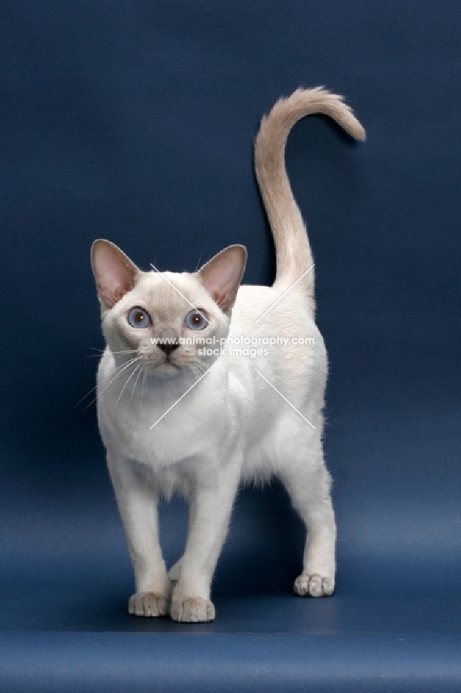 lilac point Tonkinese cat on blue background, tail up
