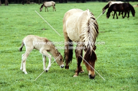 semi wild dulmen pony mare and foal
