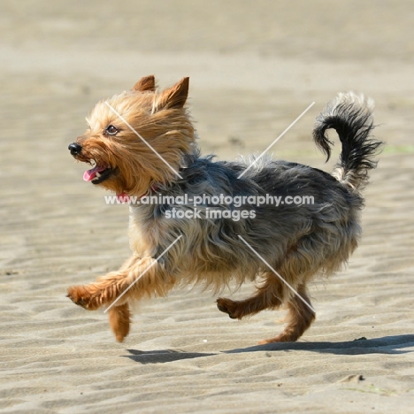 yorkshire terrier running on beach, full body, undocked