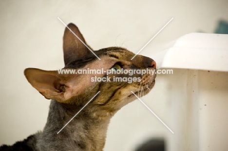 Cornish Rex smelling