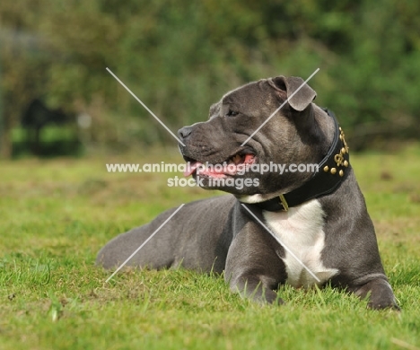 staffordshire bull terrier, relaxed lying down, blue colour