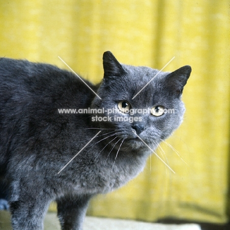ch pensylva mirus, british blue cat looking at camera