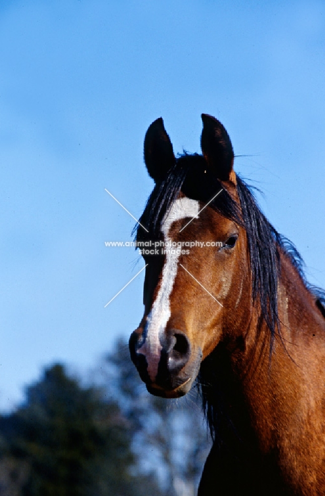 close-up head of Arab mare