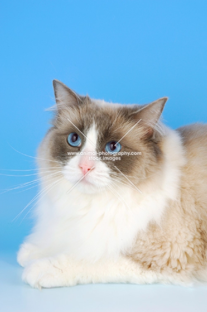 blue bi-colour ragdoll cat, portrait