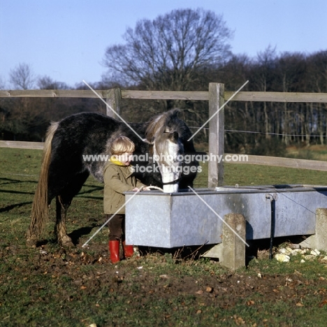 child with pony at water trough in winter