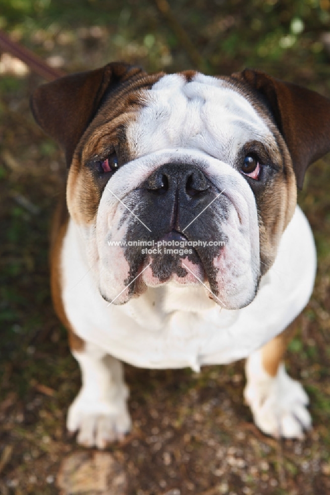 bulldog looking up at camera