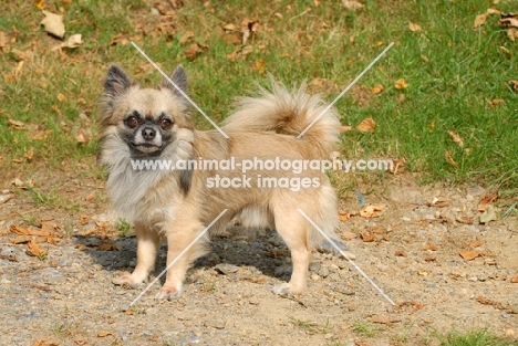 longhaired Chihuahua side view