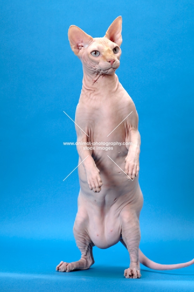 red point and white Sphynx standing on hind legs