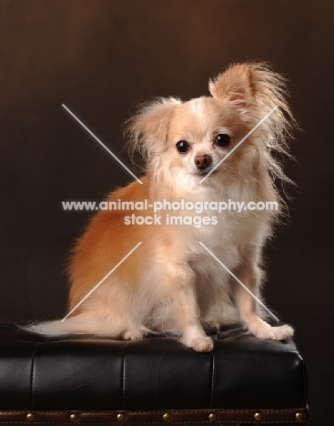 Chihuahua (long coat) sitting on arm of couch